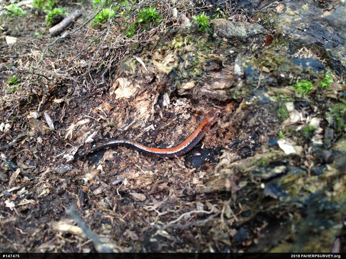 Eastern Red-backed  Salamander