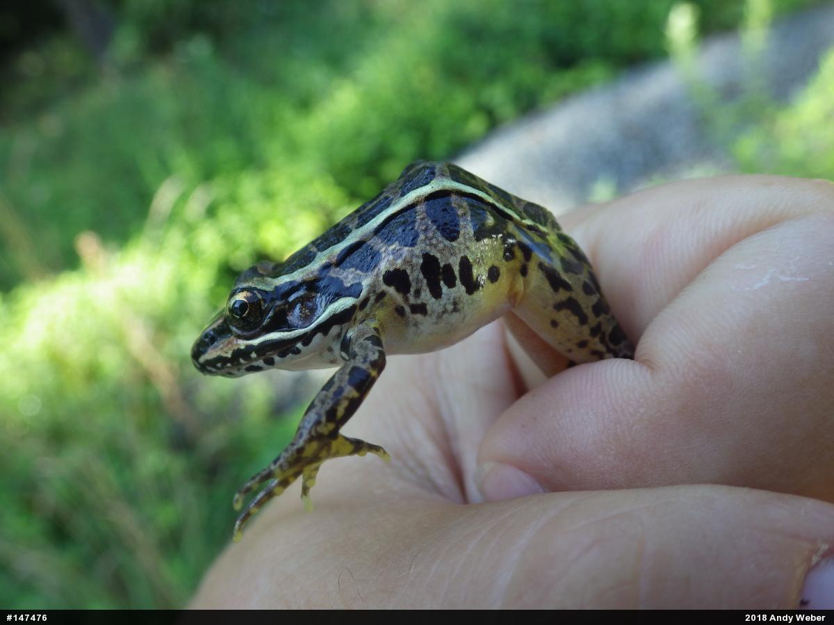 Pickerel Frog