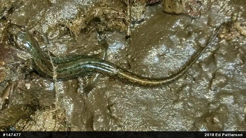 Northern Dusky Salamander
