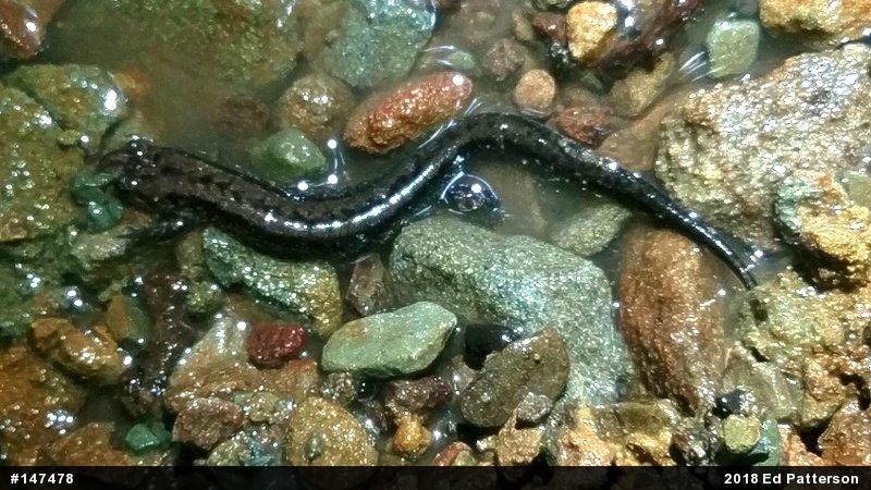 Allegheny Mountain Dusky Salamander