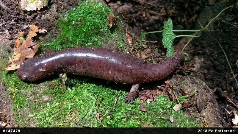 Northern Red Salamander