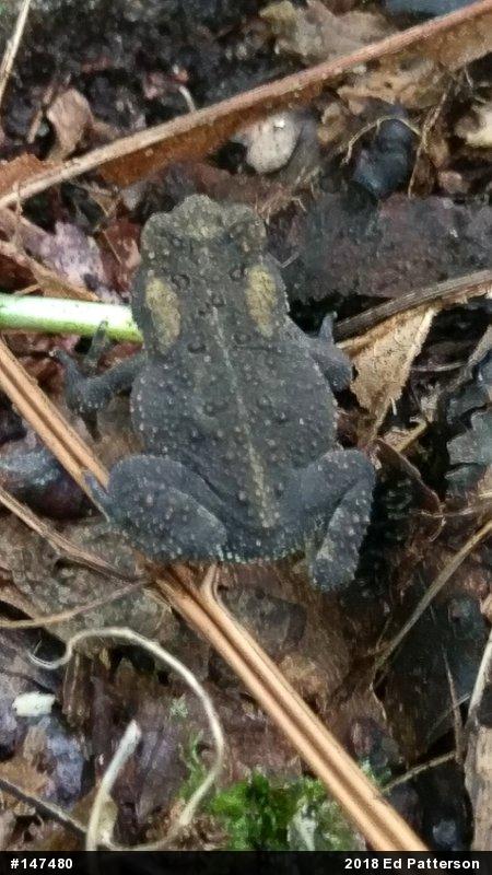 Eastern American Toad