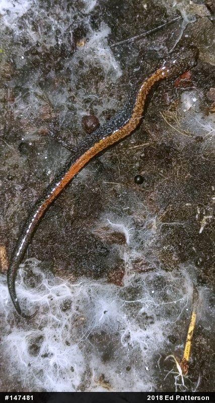 Eastern Red-backed  Salamander