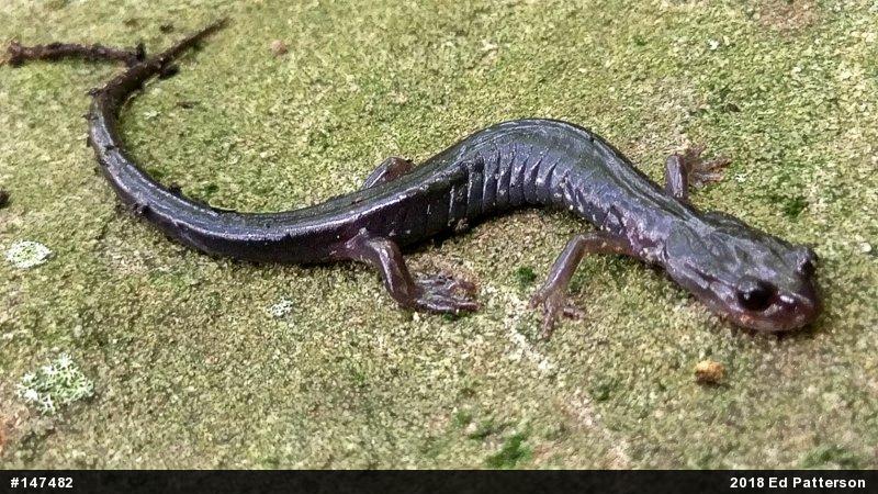 Wehrle's Salamander