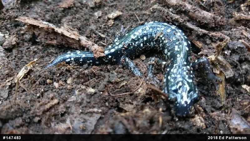 Northern Slimy Salamander