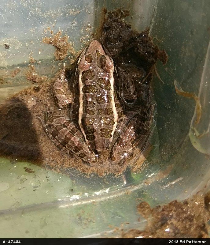 Pickerel Frog