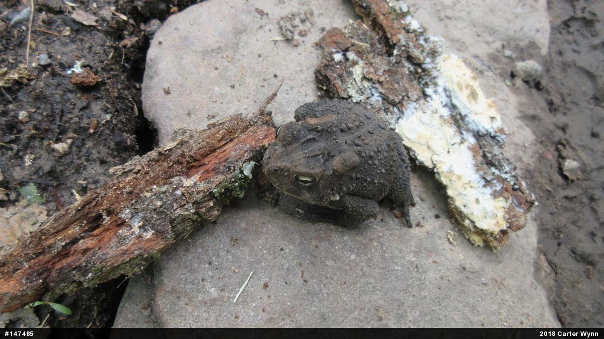 Eastern American Toad