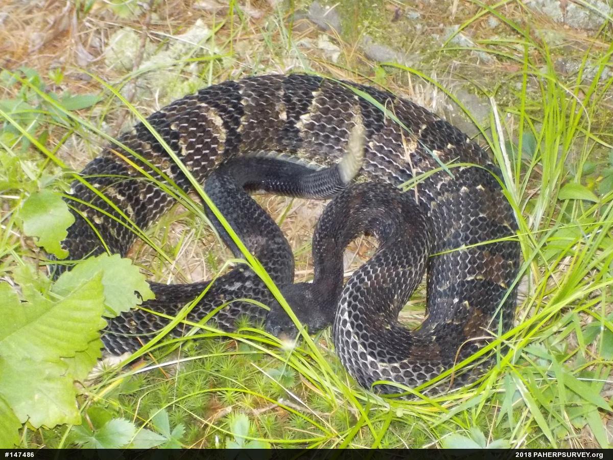 Timber Rattlesnake