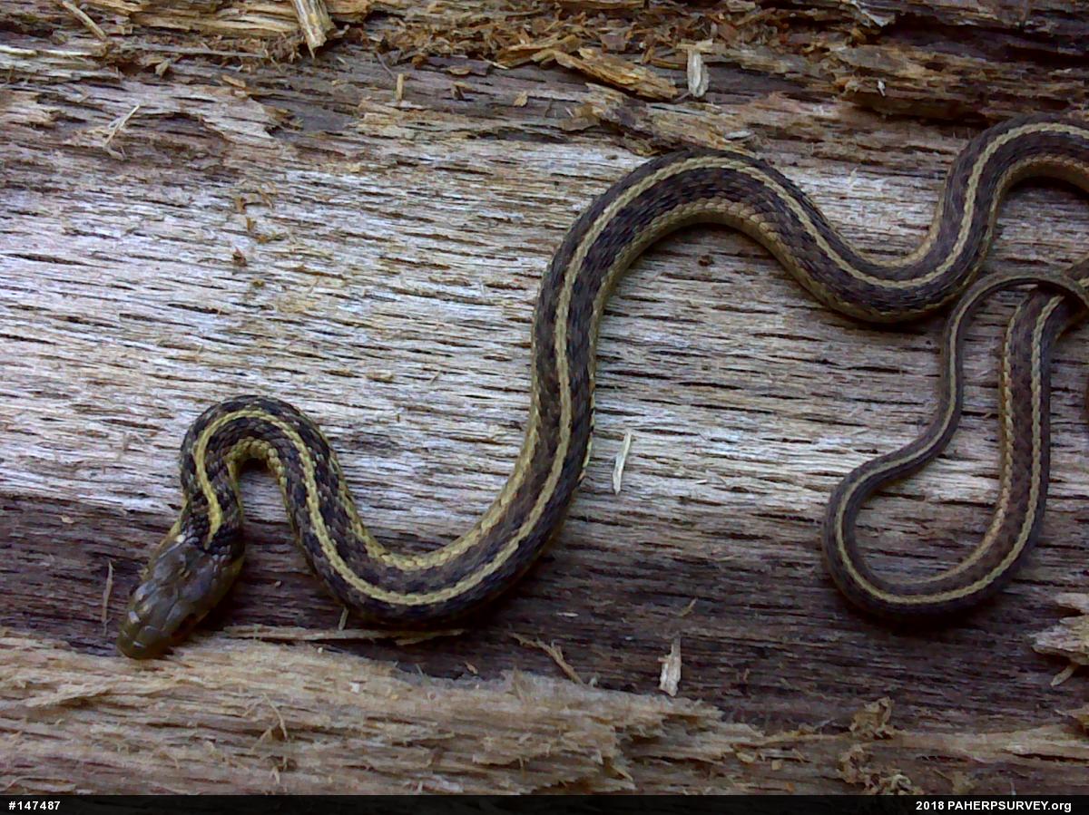 Eastern Gartersnake