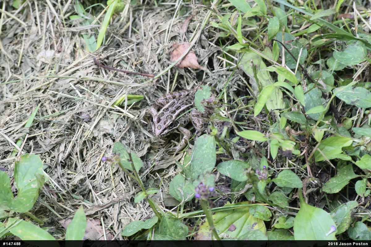 Pickerel Frog
