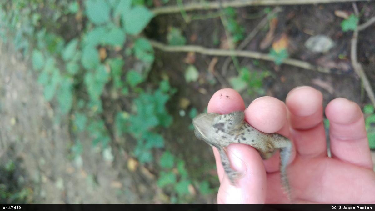 Eastern American Toad