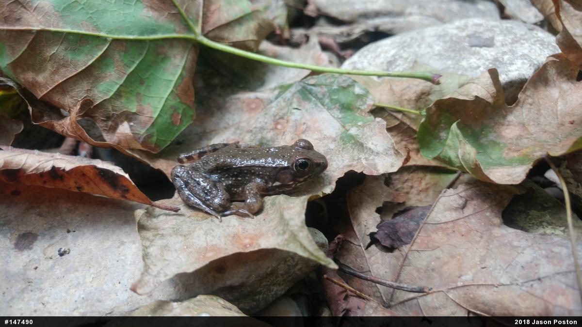 Green Frog