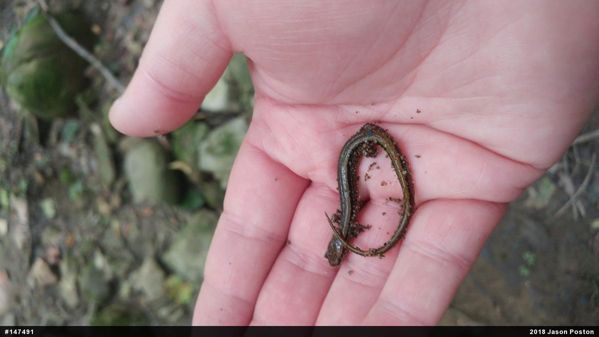 Northern Two-lined Salamander