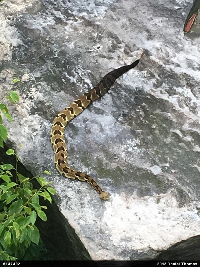 Timber Rattlesnake