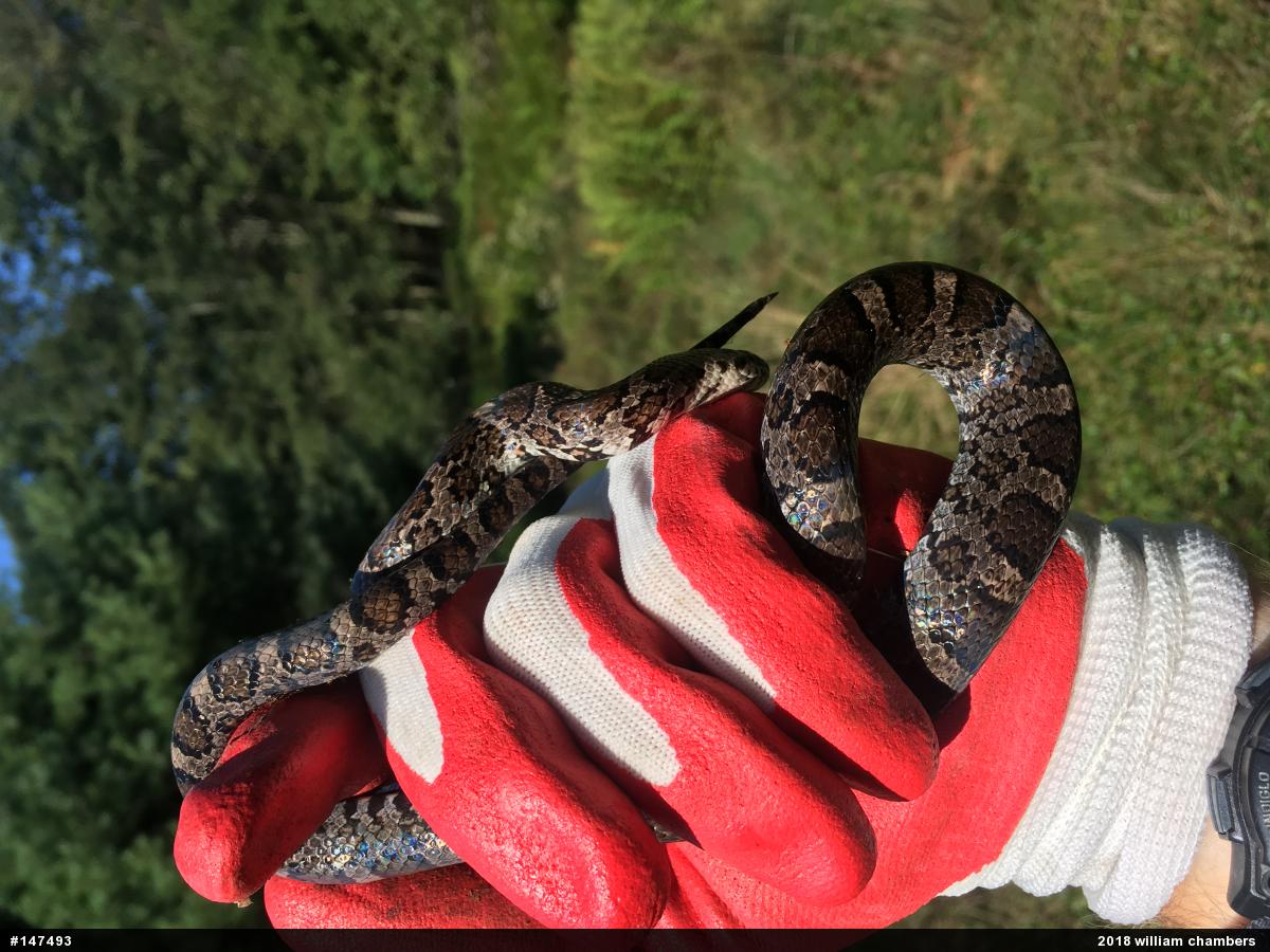Eastern Milksnake