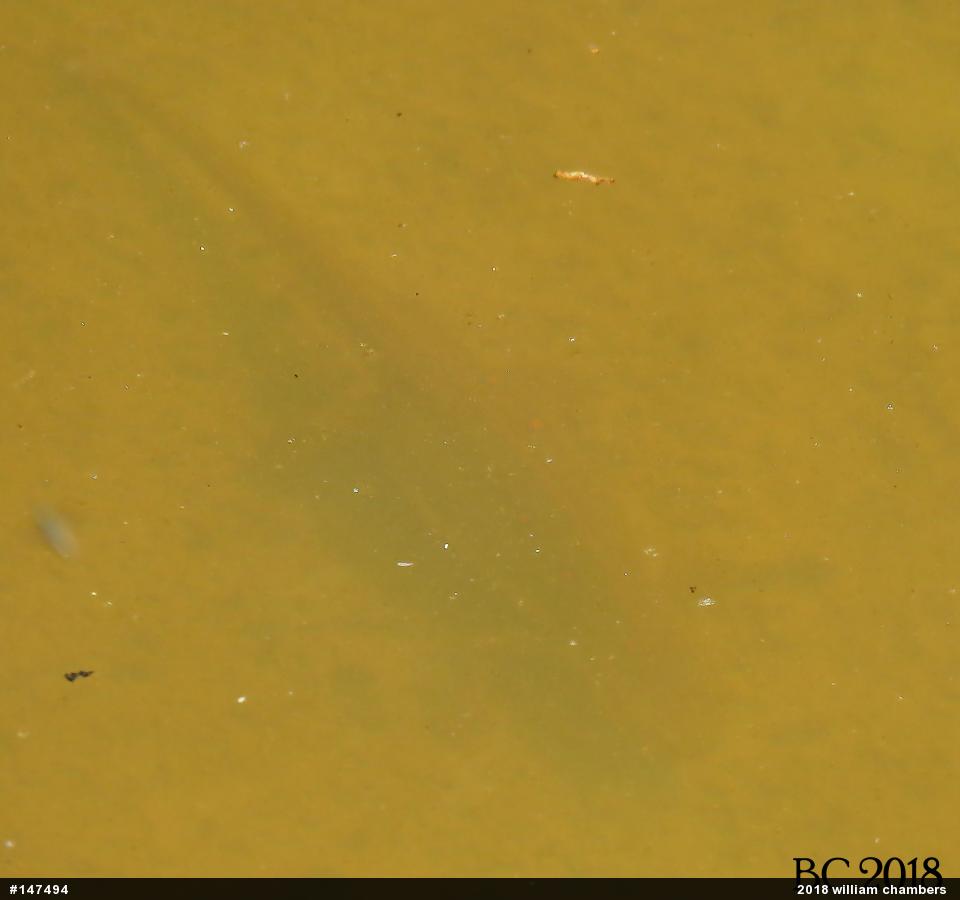Red-spotted Newt