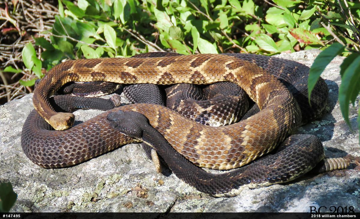 Timber Rattlesnake