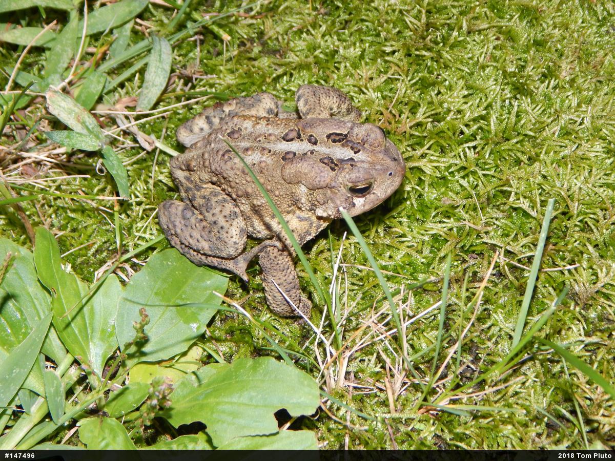 Eastern American Toad