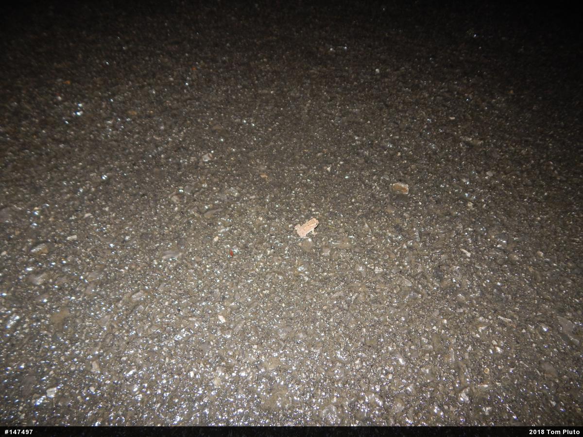 Eastern American Toad