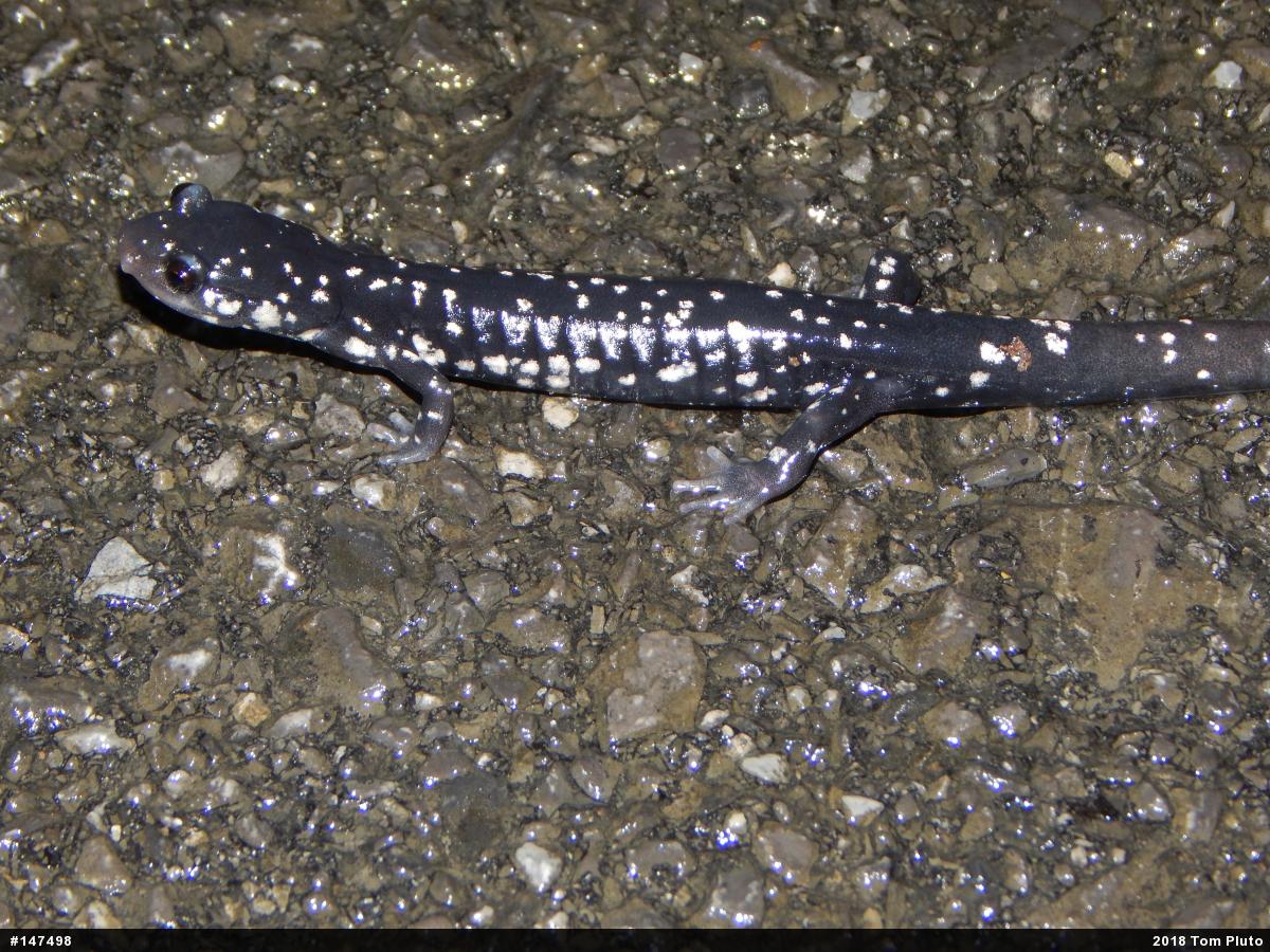 Northern Slimy Salamander