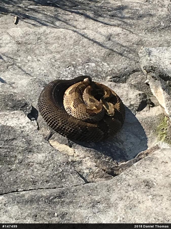 Timber Rattlesnake