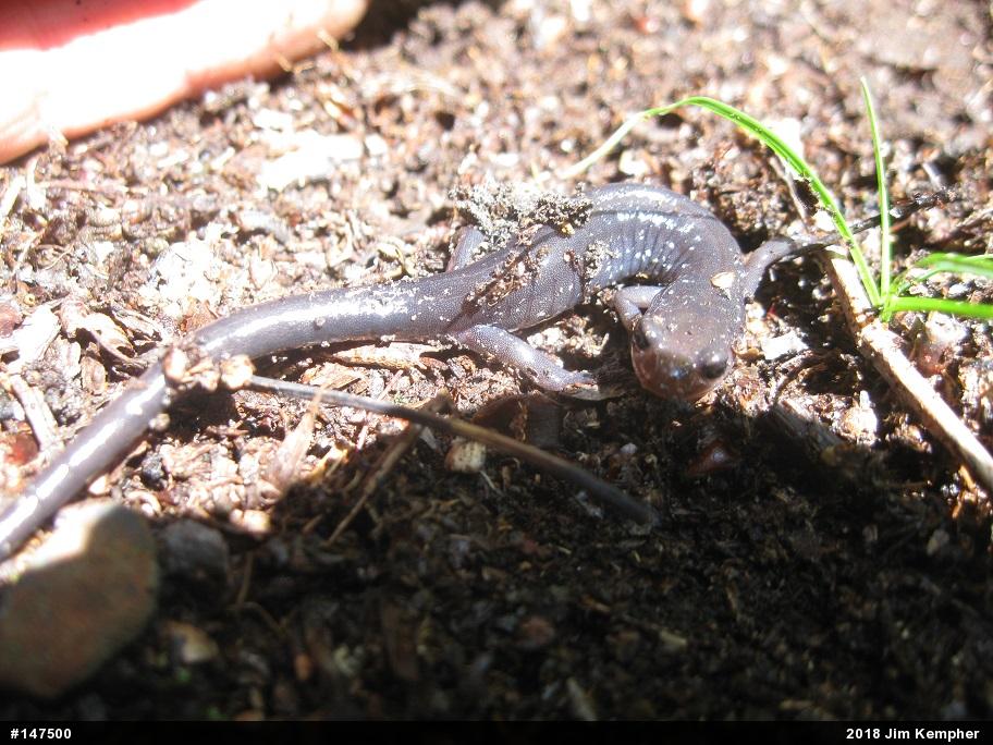 Wehrle's Salamander