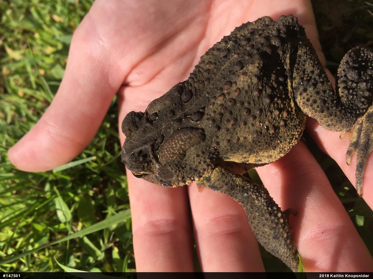 Eastern American Toad