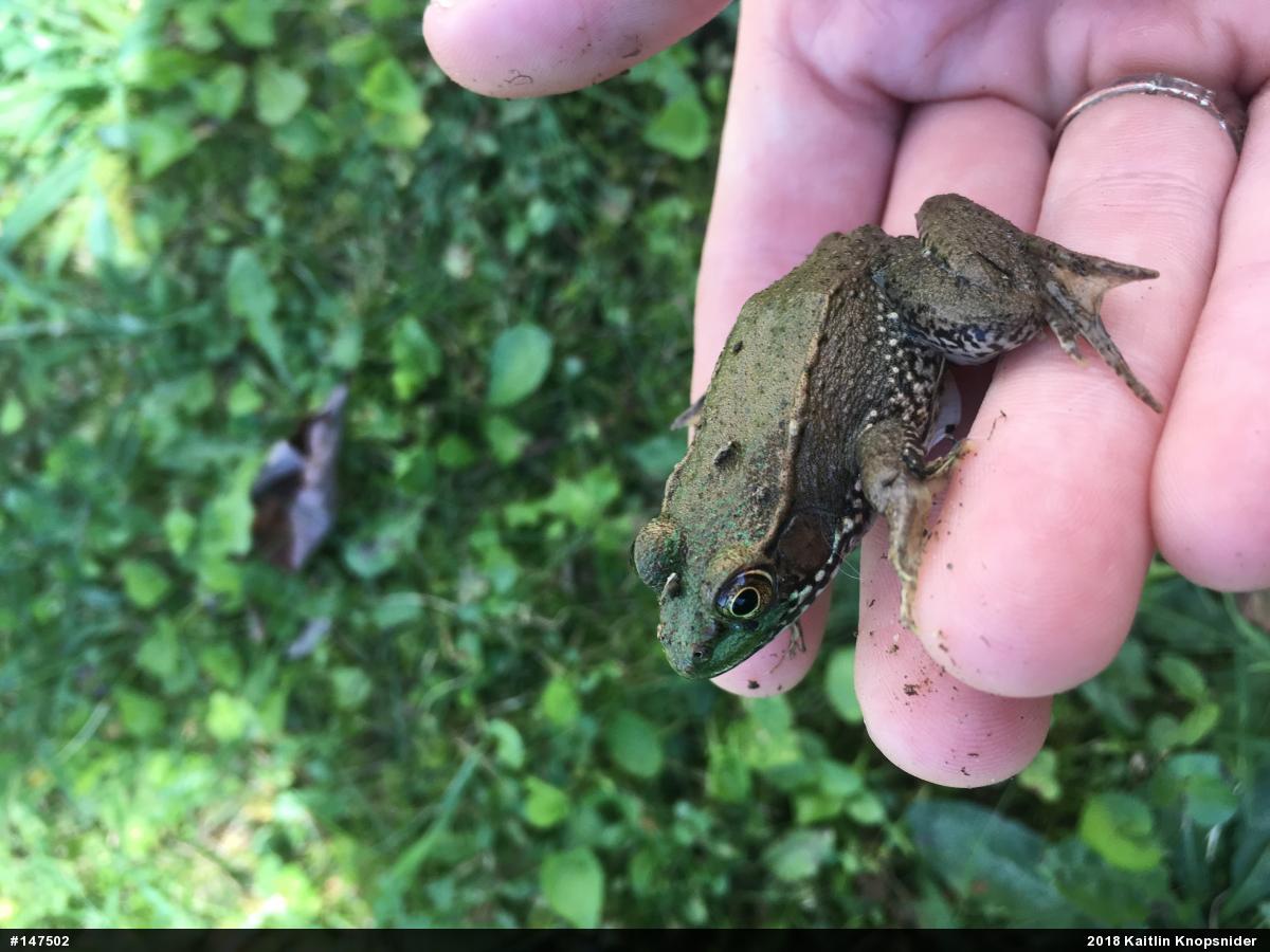 Green Frog