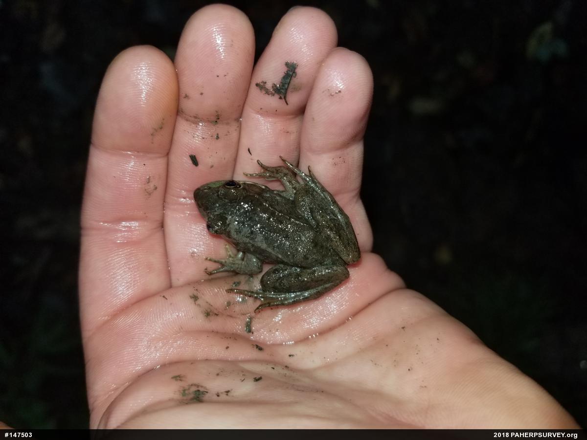 Green Frog