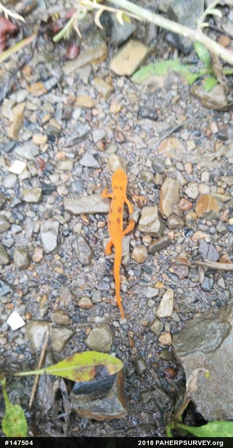 Red-spotted Newt