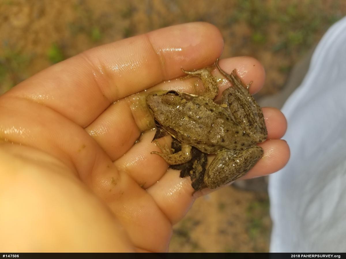 Green Frog
