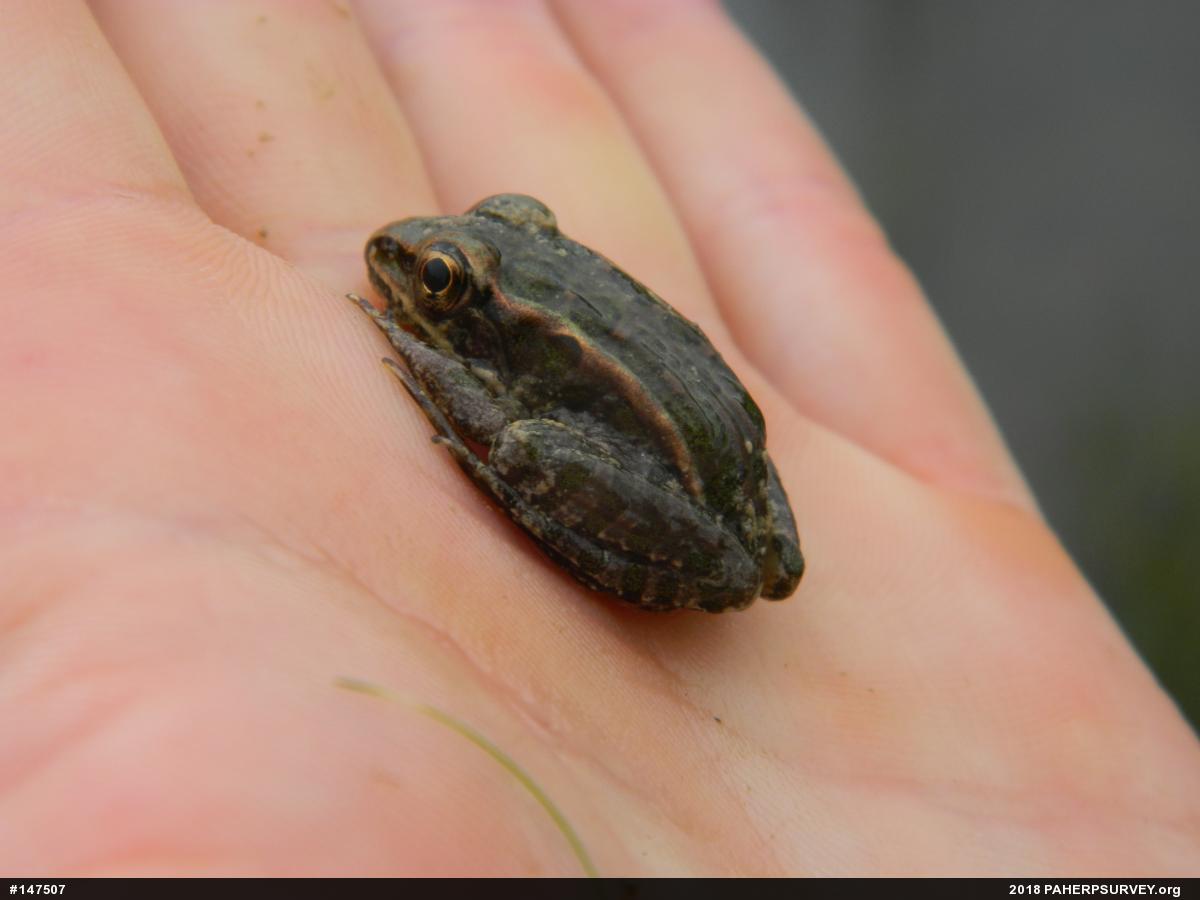 Pickerel Frog