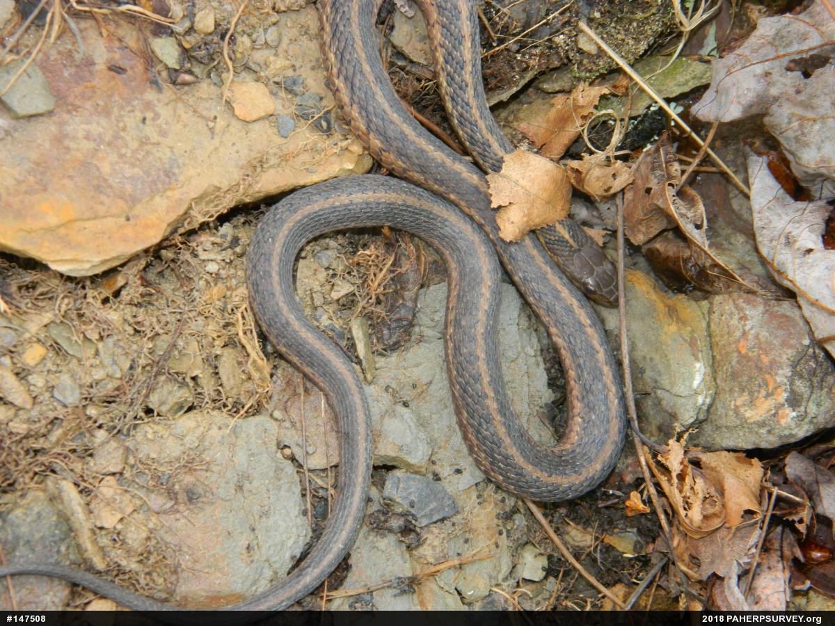 Eastern Gartersnake
