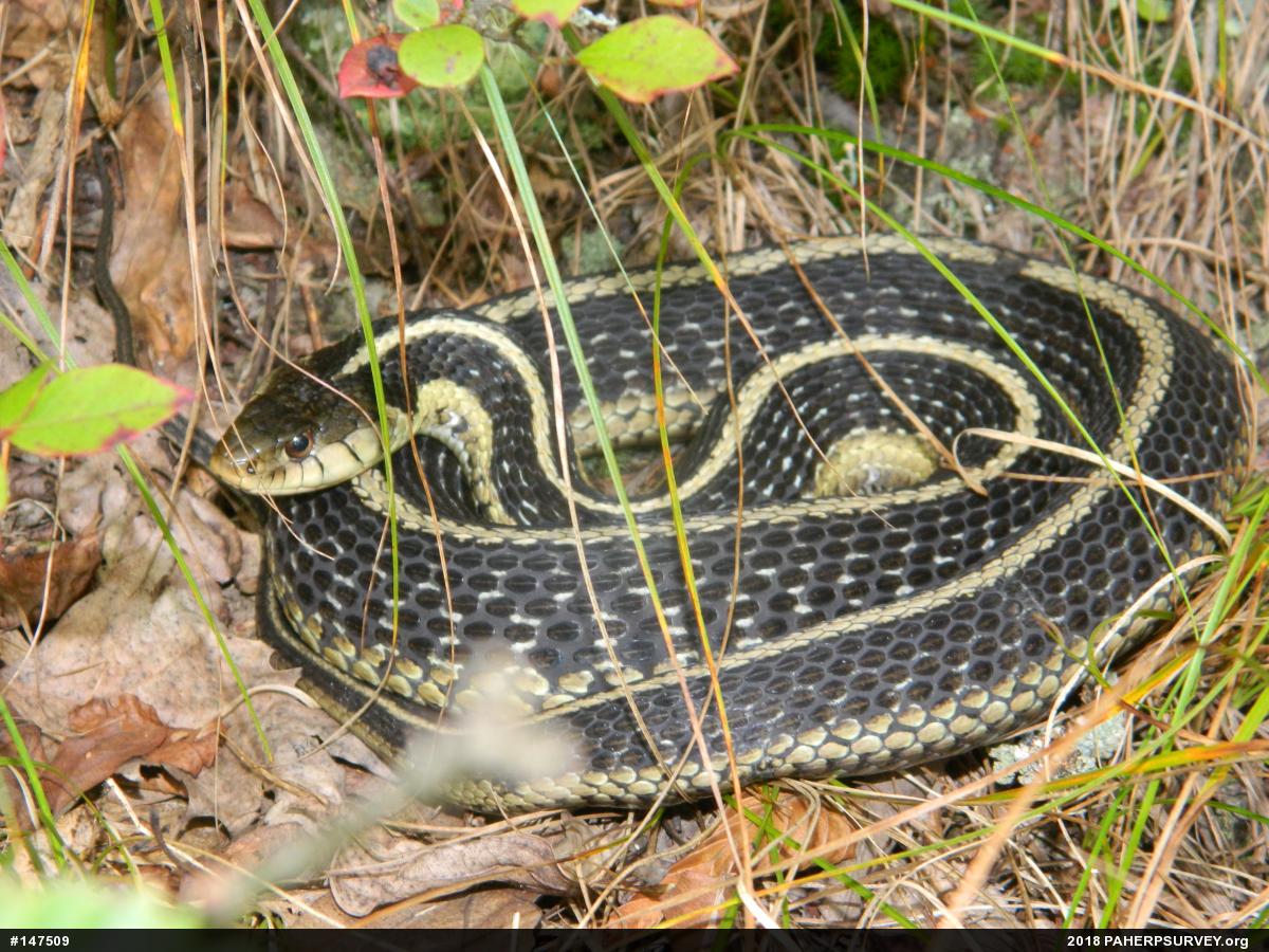 Eastern Gartersnake