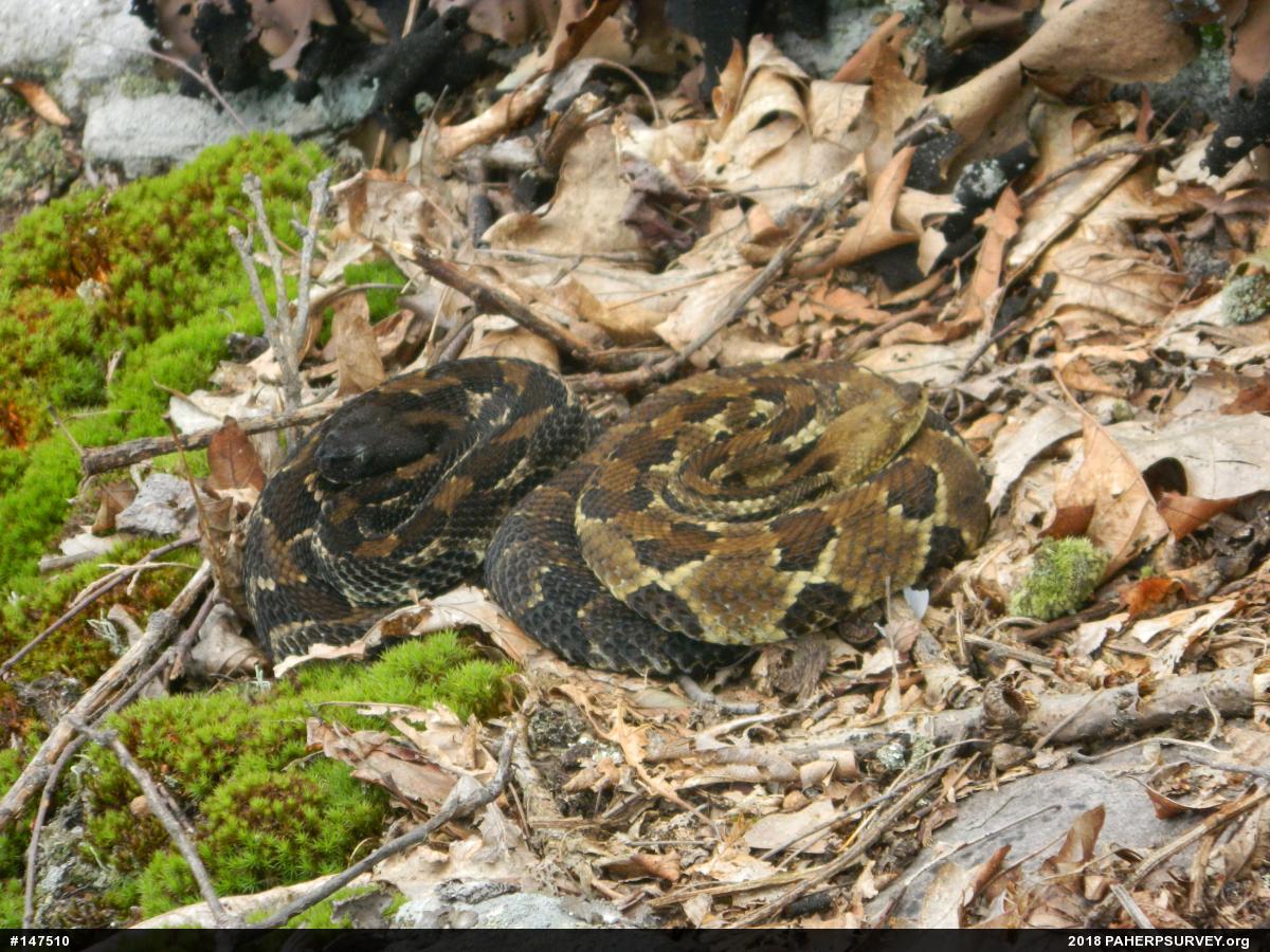 Timber Rattlesnake