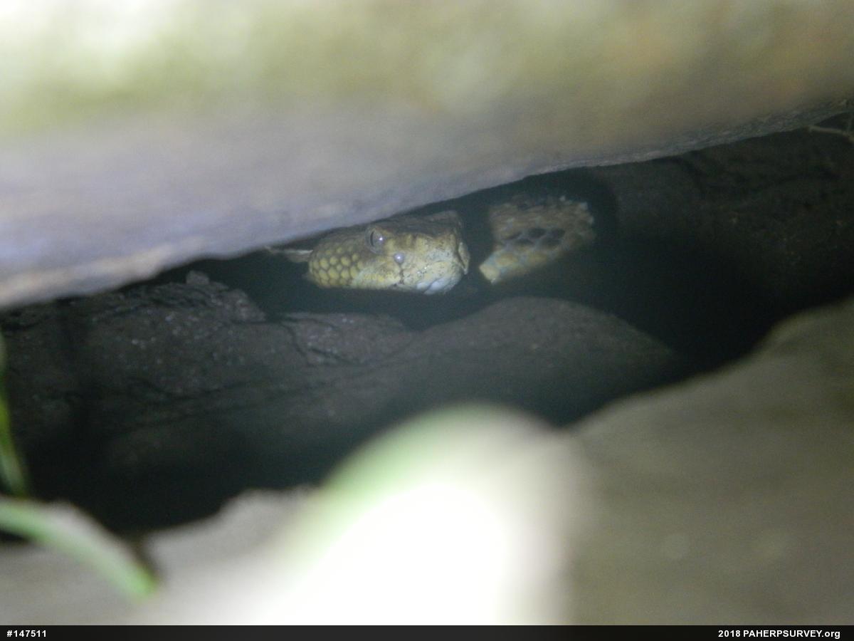 Timber Rattlesnake