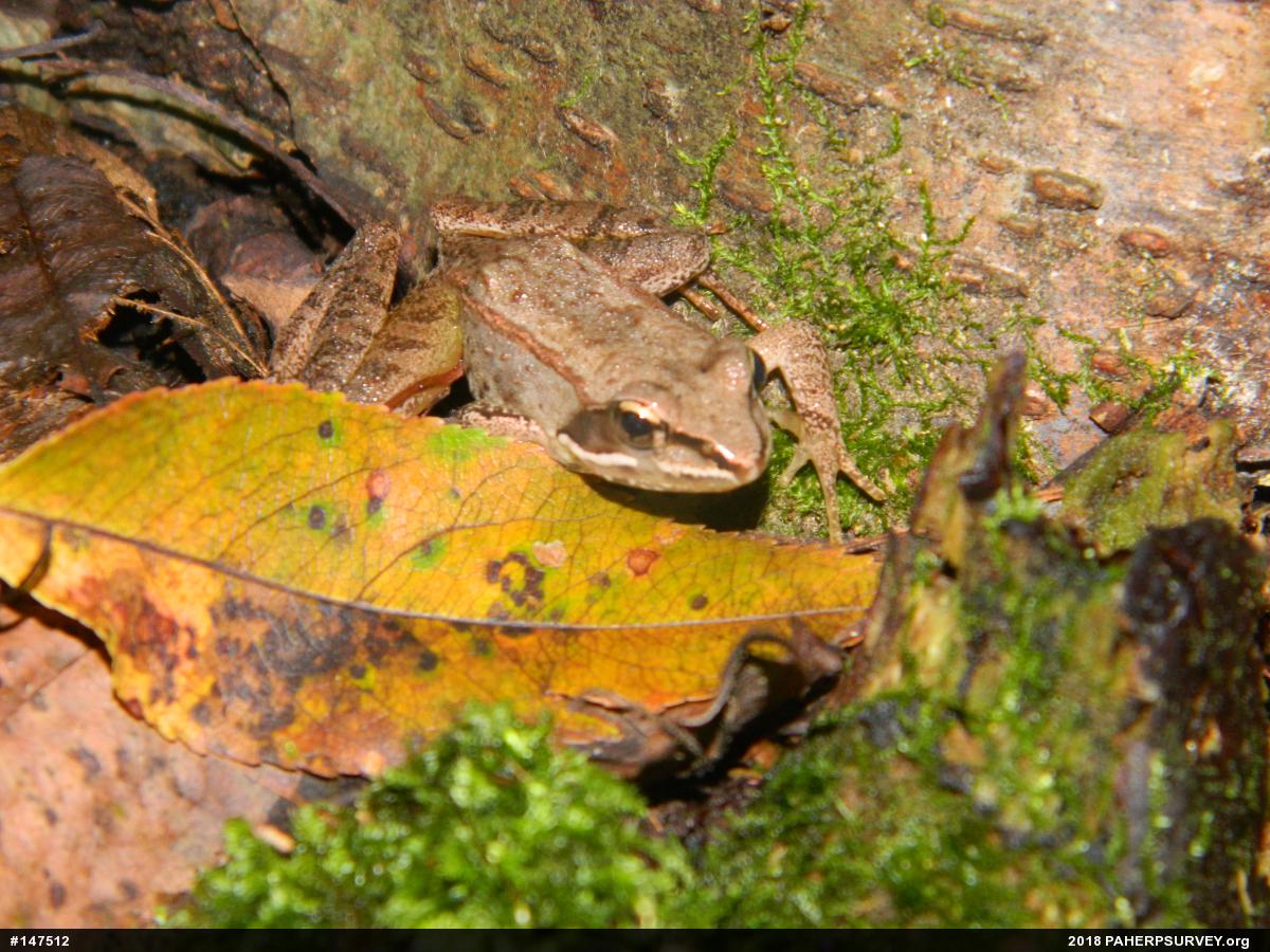 Wood Frog