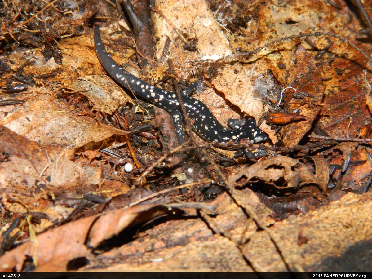 Northern Slimy Salamander