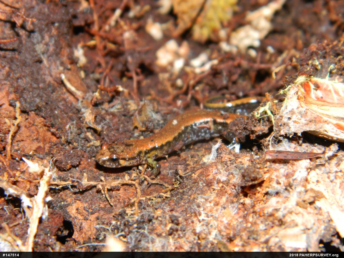 Allegheny Mountain Dusky Salamander