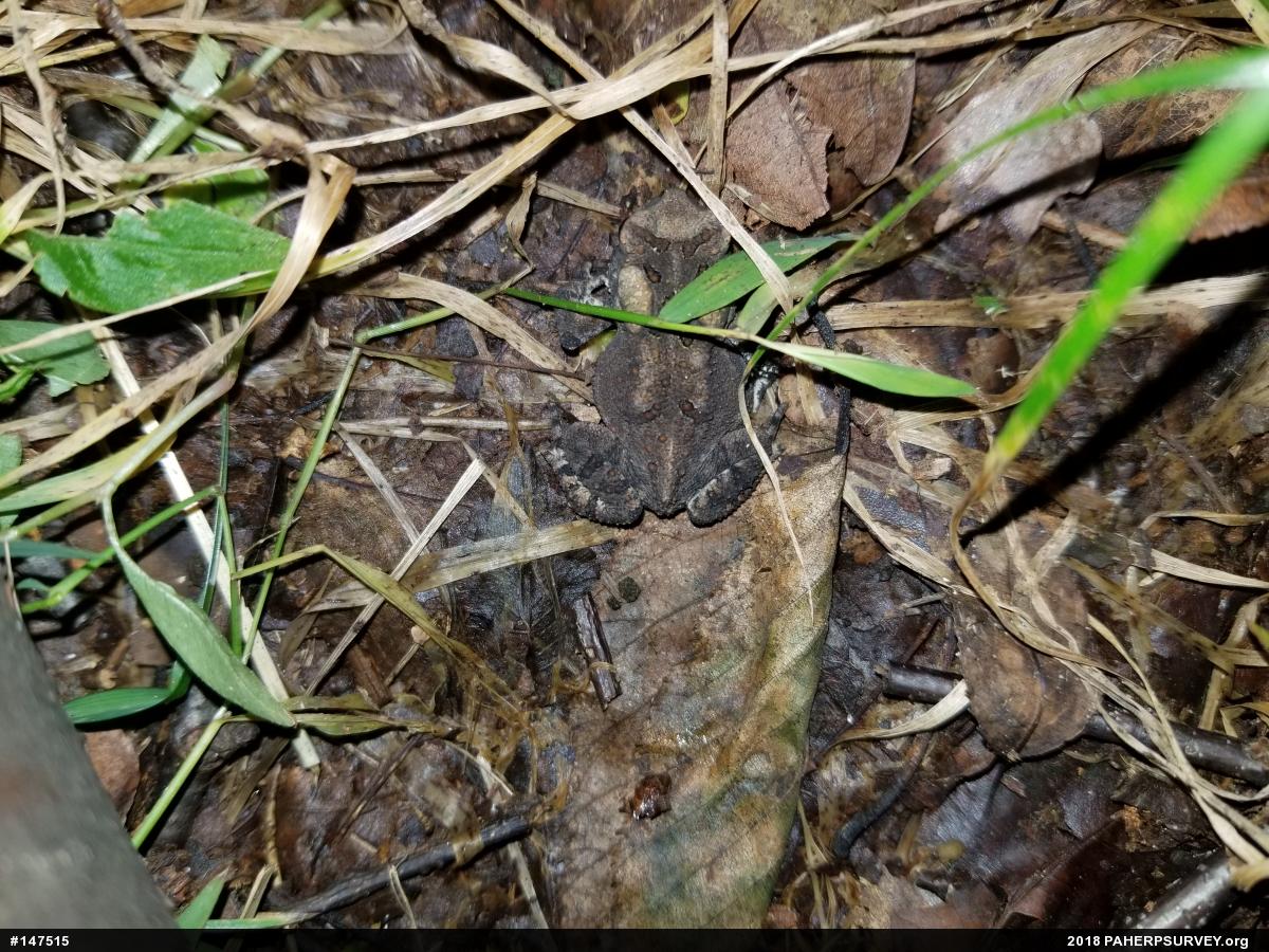 Eastern American Toad