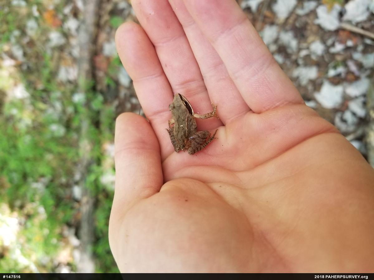 Wood Frog