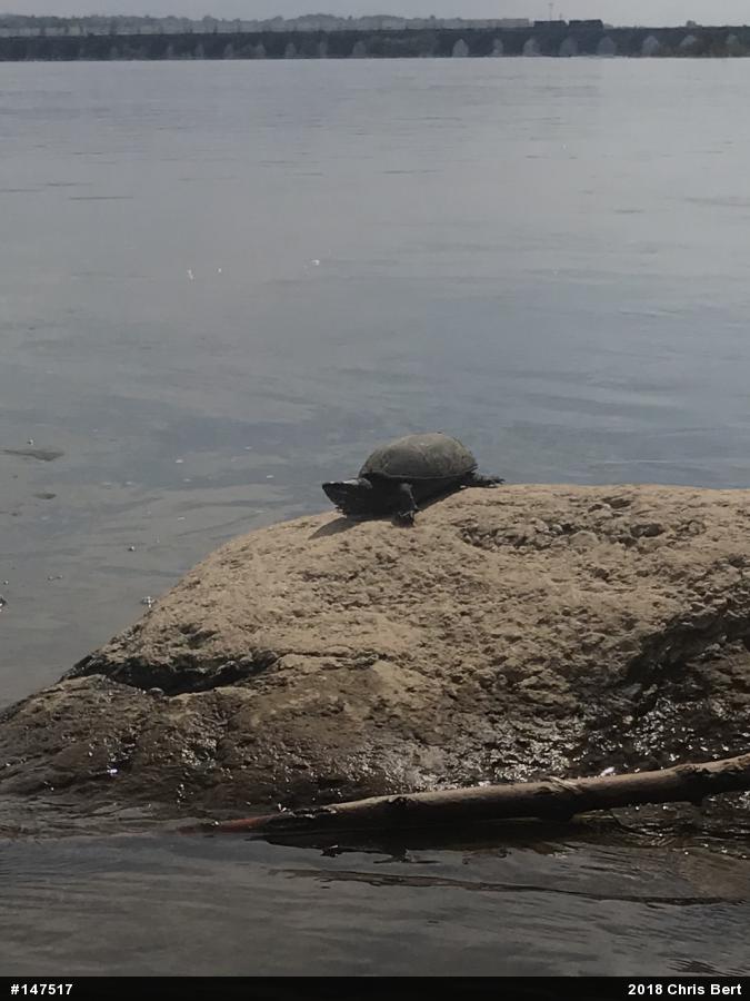 Eastern Musk Turtle