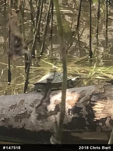 Northern Map Turtle
