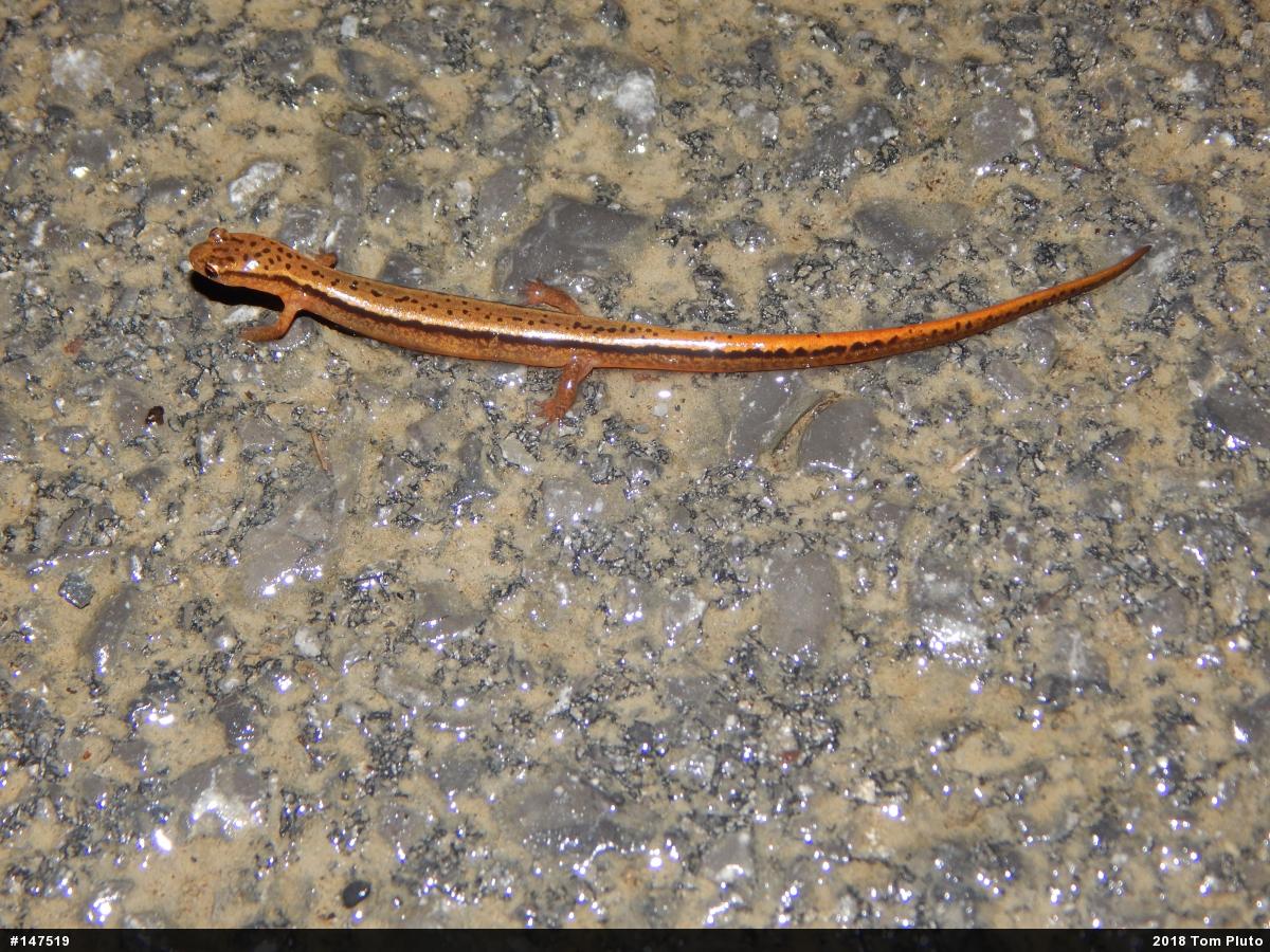 Northern Two-lined Salamander