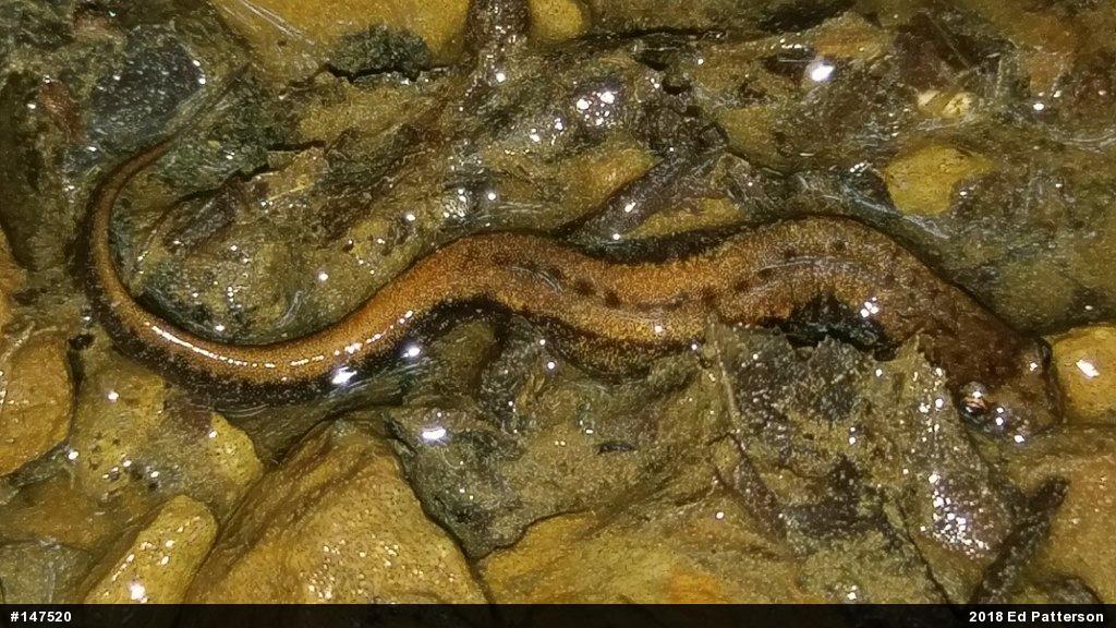 Allegheny Mountain Dusky Salamander