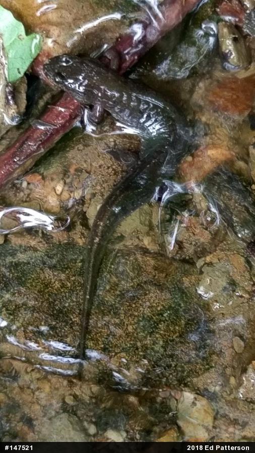 Northern Dusky Salamander