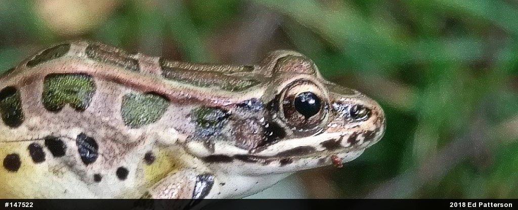 Pickerel Frog
