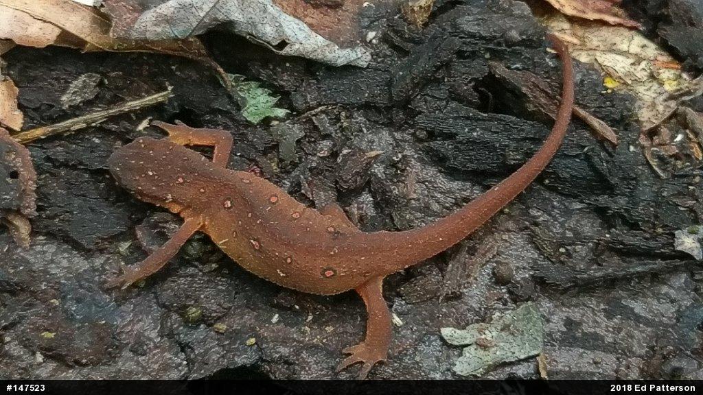 Red-spotted Newt
