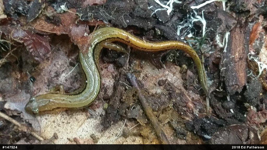 Northern Two-lined Salamander