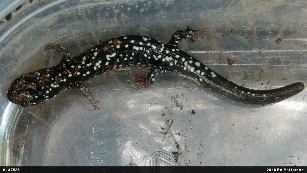Northern Slimy Salamander